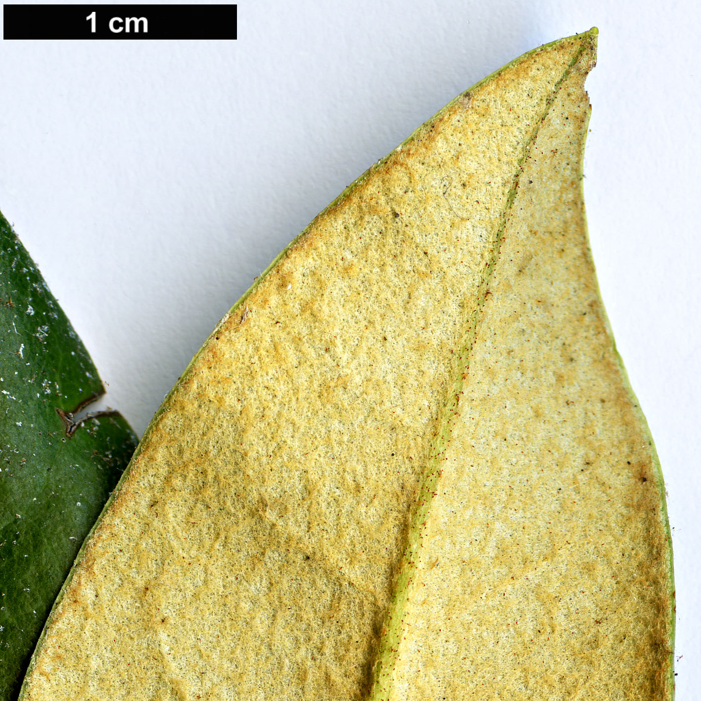 High resolution image: Family: Ericaceae - Genus: Rhododendron - Taxon: balfourianum - SpeciesSub: Aganniphoides Group